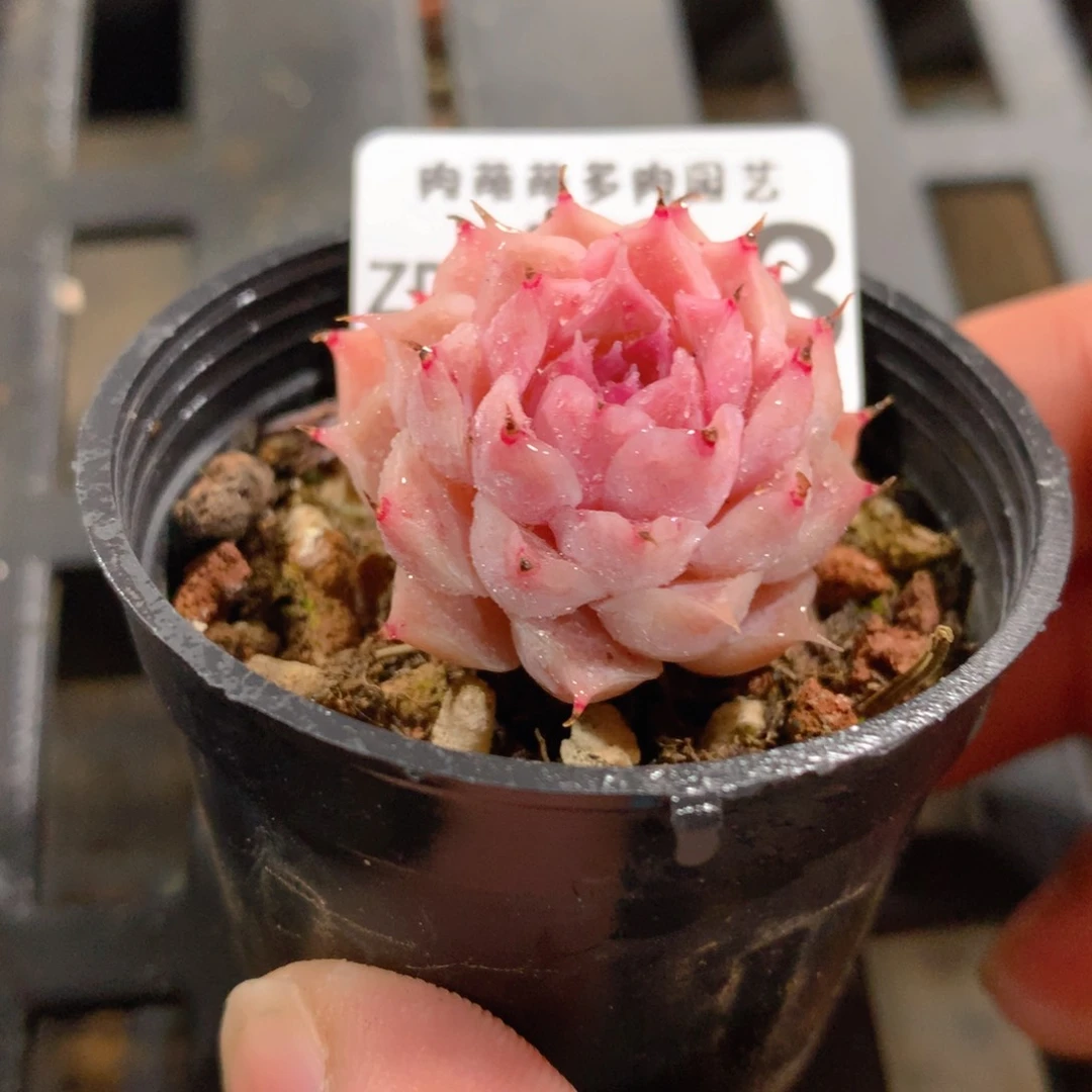 肉萌萌拇指盆精控多肉ZD458