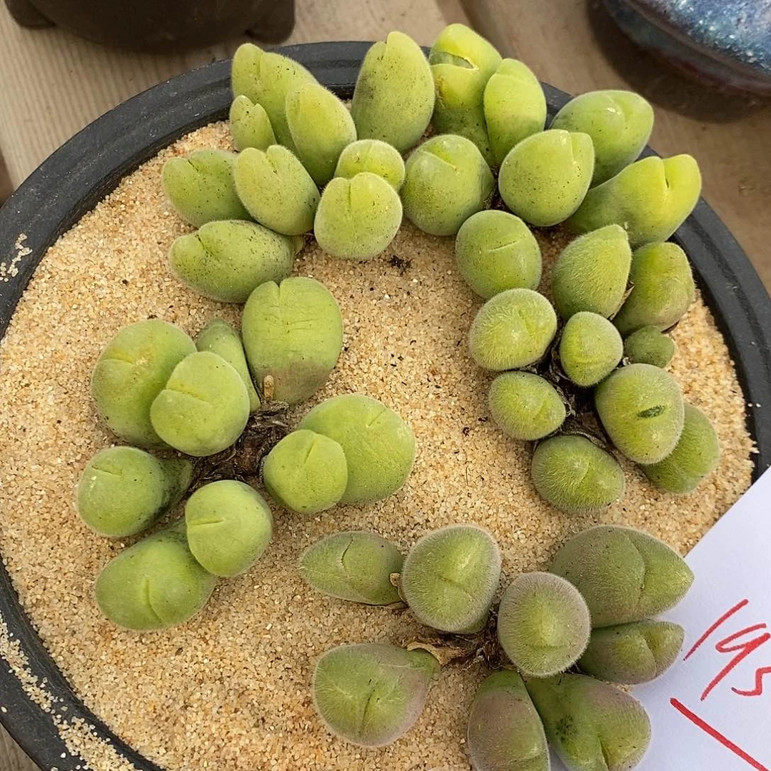 19319。 一组毛翠滴。