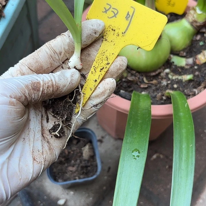 无花朵朱顶红双月卡拉米