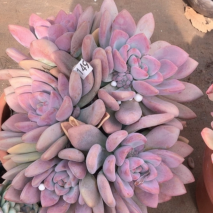 149奥普一物一拍多肉