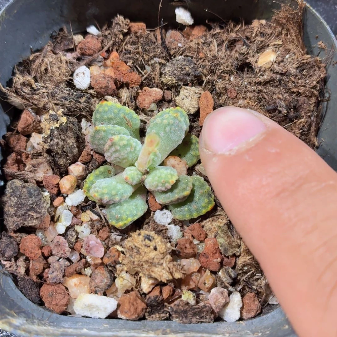 火星兔子多肉9.9包邮发货