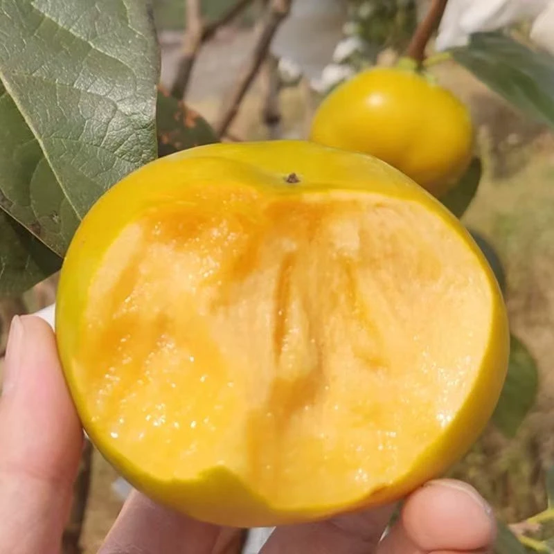 正宗冰糖心甜脆柿子新鲜当应季孕妇水果黄甜柿子火晶柿整箱包邮