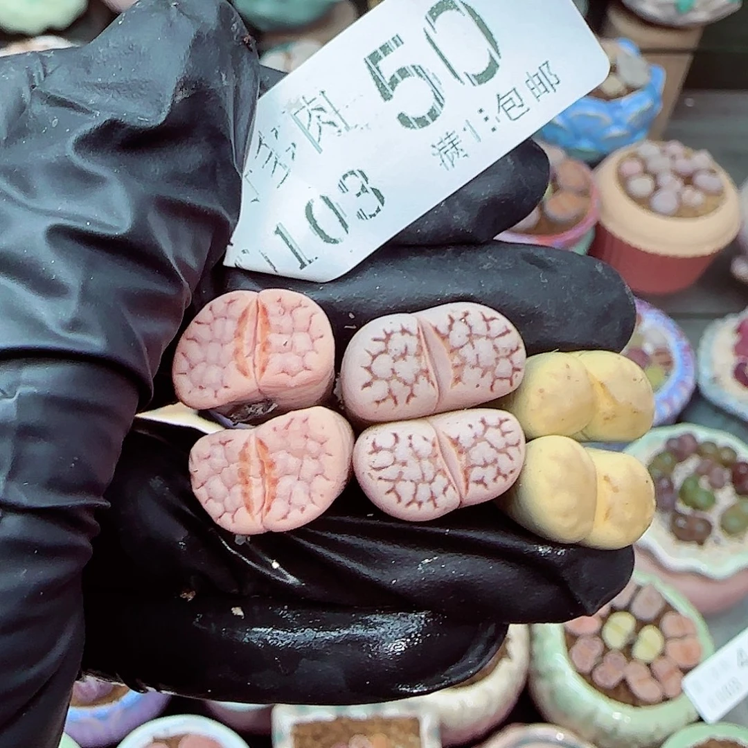 生石花满18包邮0103-50