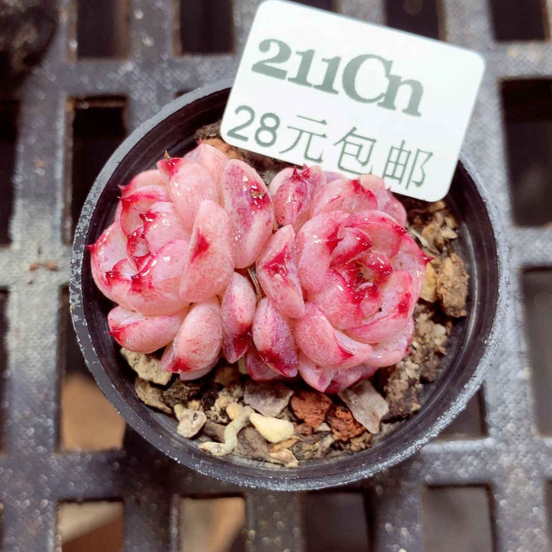 5厘米盆精控多肉211