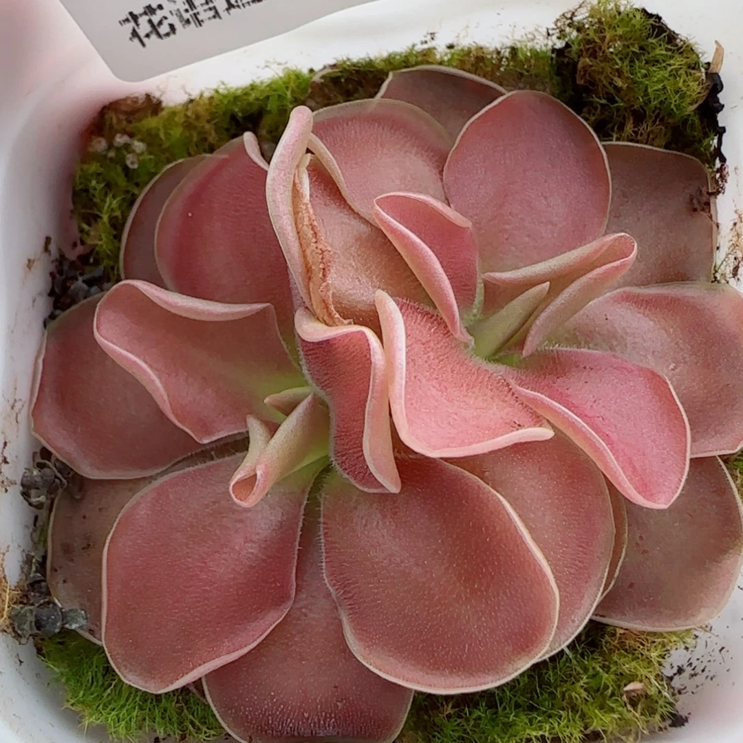 花语逸镜0916-12赛题捕虫堇
