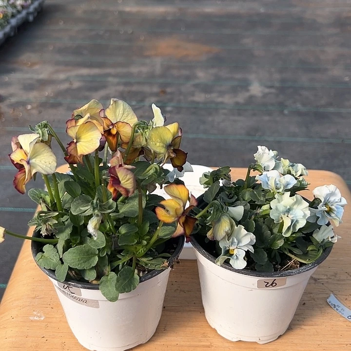 红陶抖音直播闪拍25-26