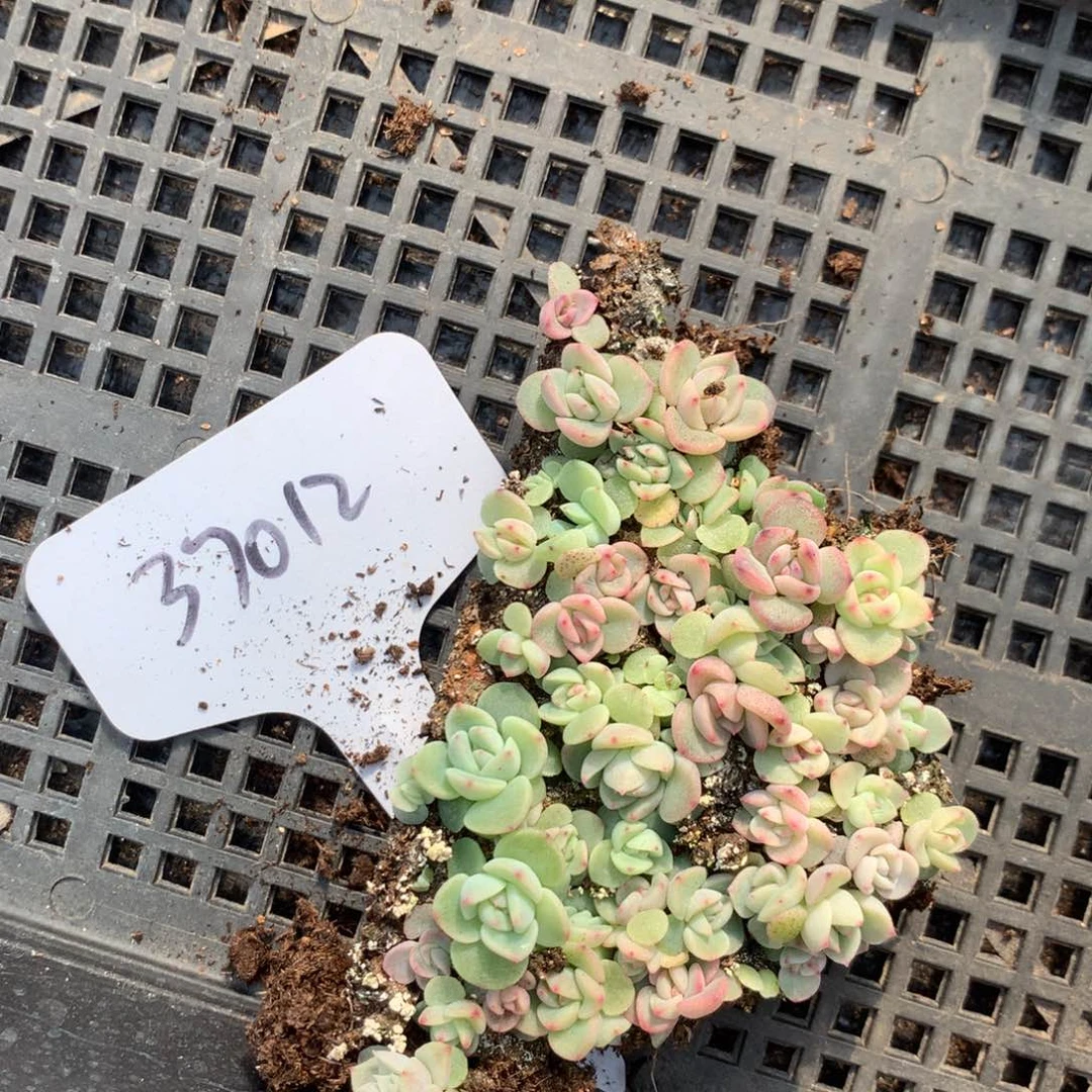 37012甘露寺播种切糕珍妮