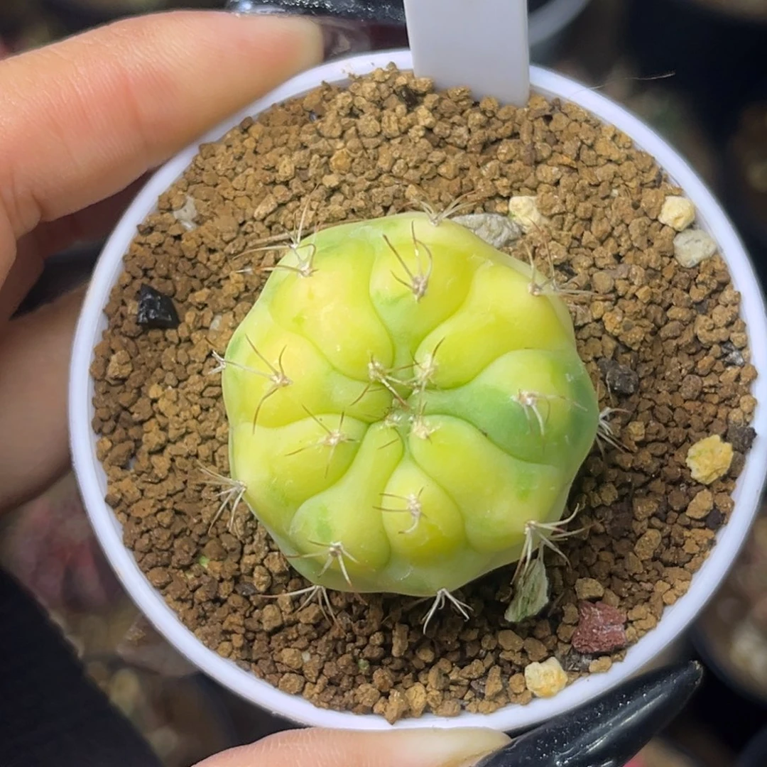 536    带盆土发货