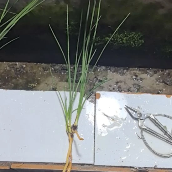 完全开放黔小荷龙头苗带2芽