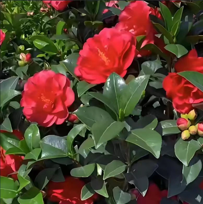 【加大加高70-90cm】夏日七星红赤丹茶花原盆原土带花苞发