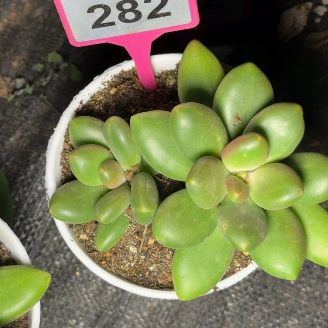 翠***翠多肉植物芒果奶282