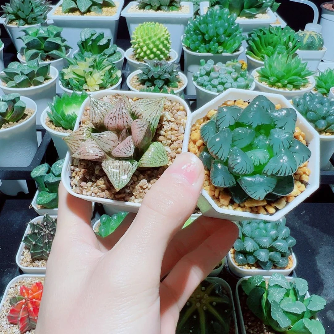 组合福利，桃源乡，大窗冰灯，9.9