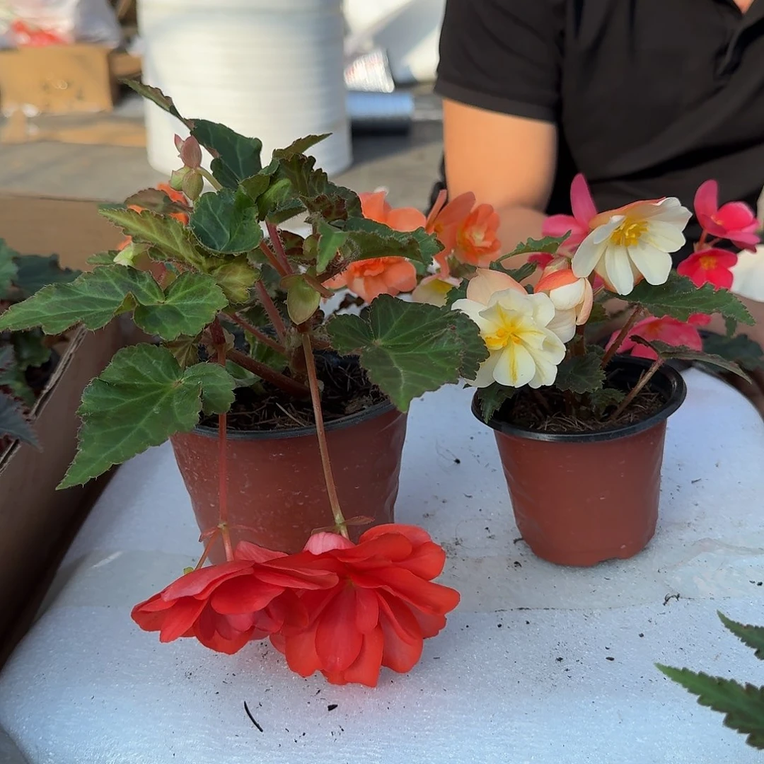 当前无花栽培后可以开花130玛丽宝➕90杯白桃，不拍保温冻死不售后