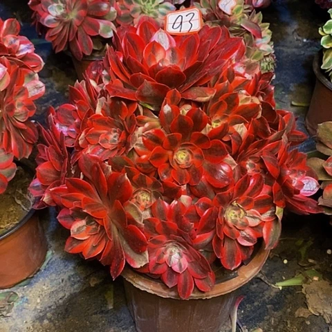 阳****6粉女妖捧花老桩法师93