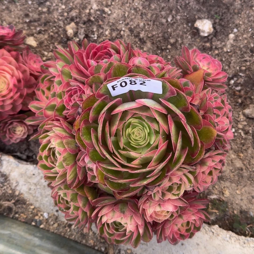 082荔枝多肉植物