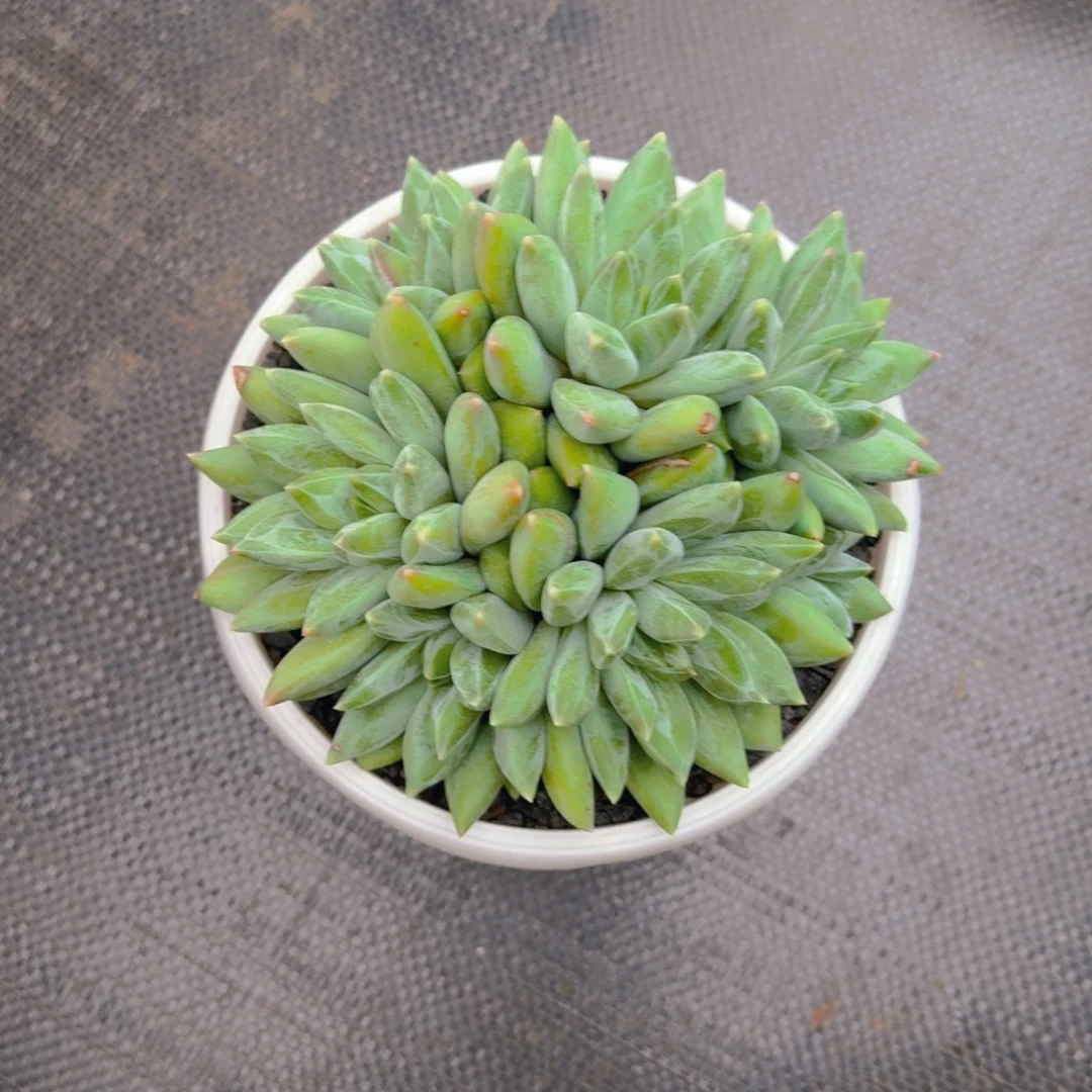 蚂蚁姐寄养111111111111