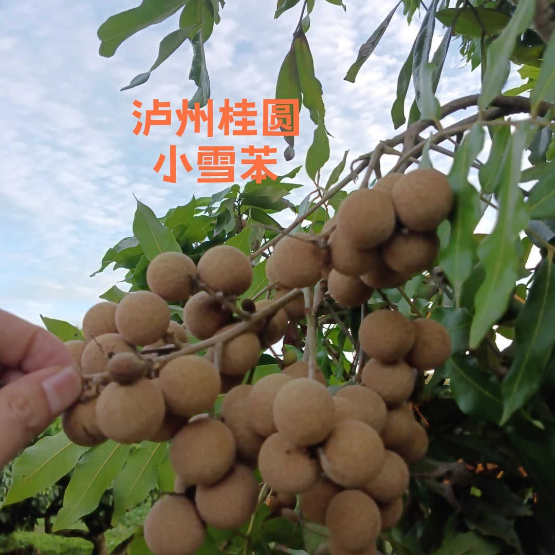 （川渝特惠5斤装）正宗泸州桂圆 小雪苯 口口爆汁龙眼