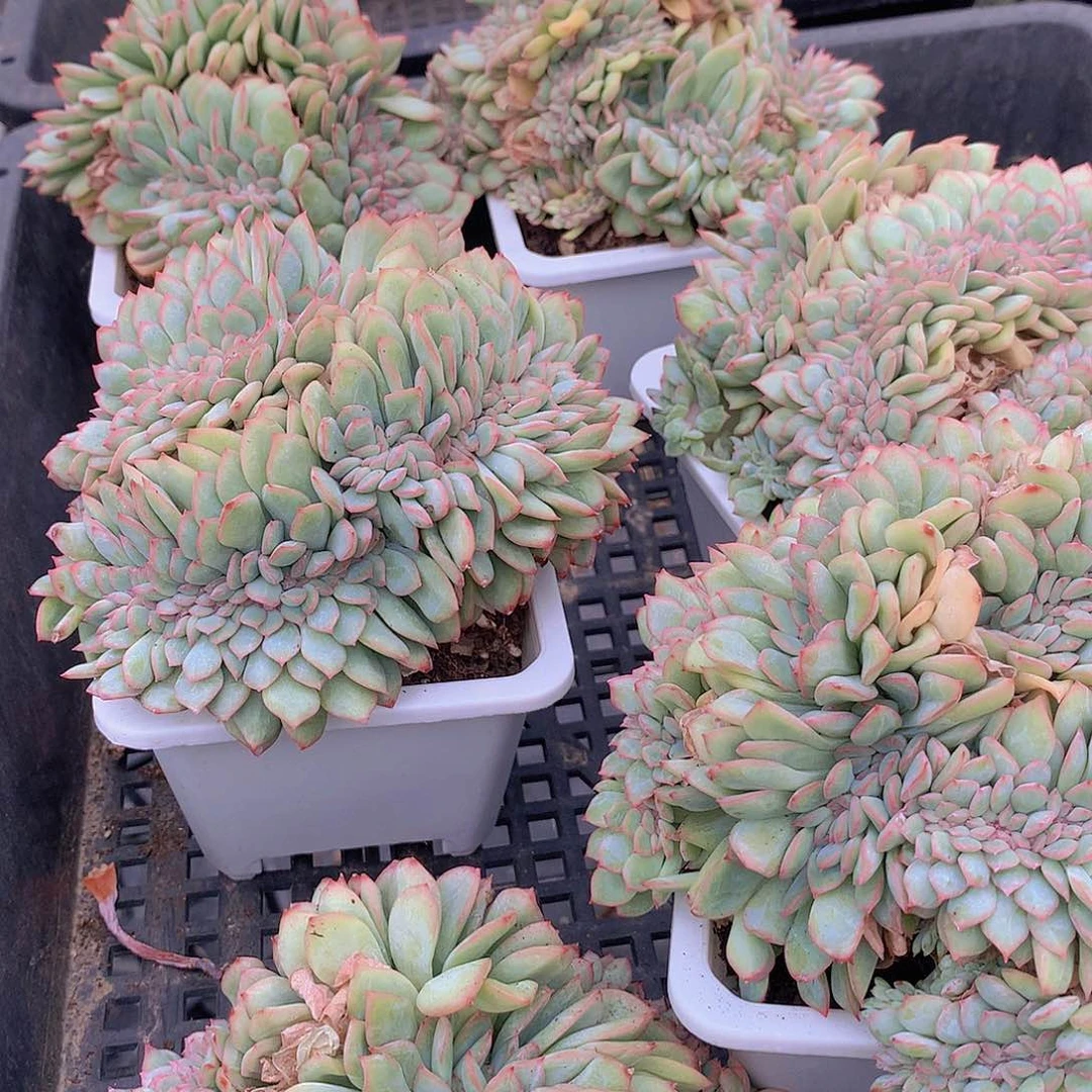 泡芙杂缀化356899000000