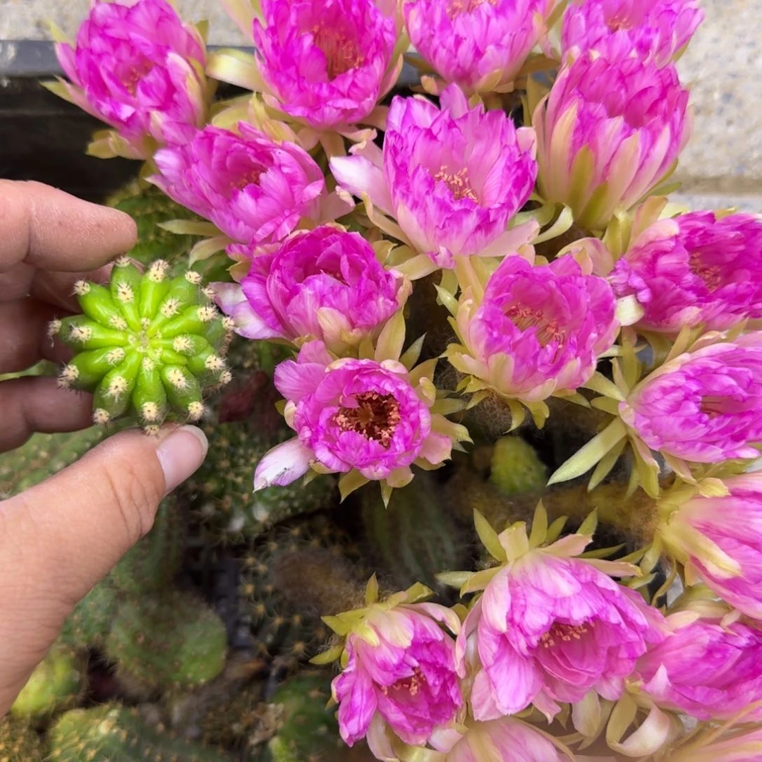 342丽花嫦娥歪无根侧牙3公分左右，20包邮