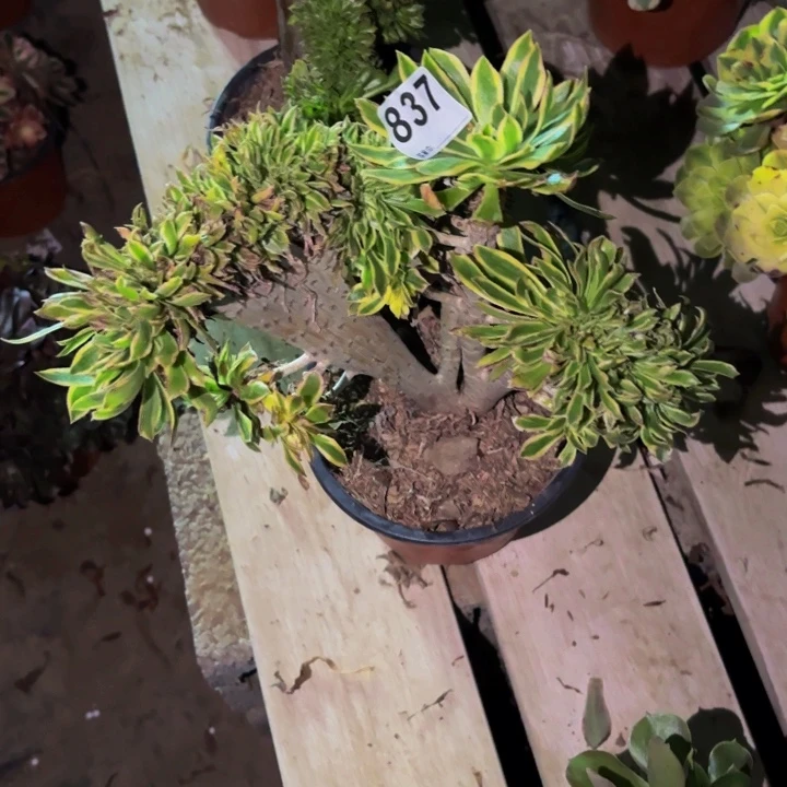 837夕颜多肉植物不售后