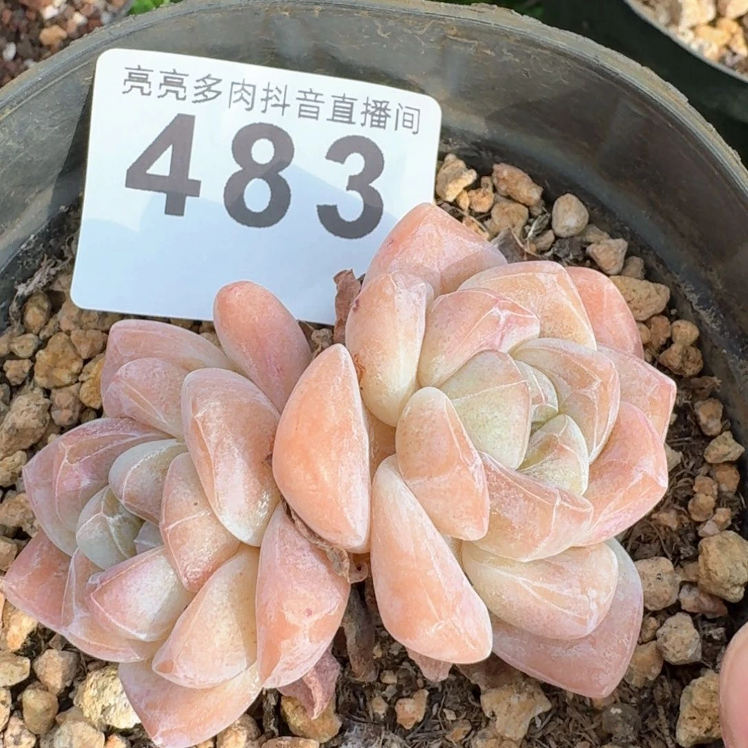 福利冰玉         多肉植物