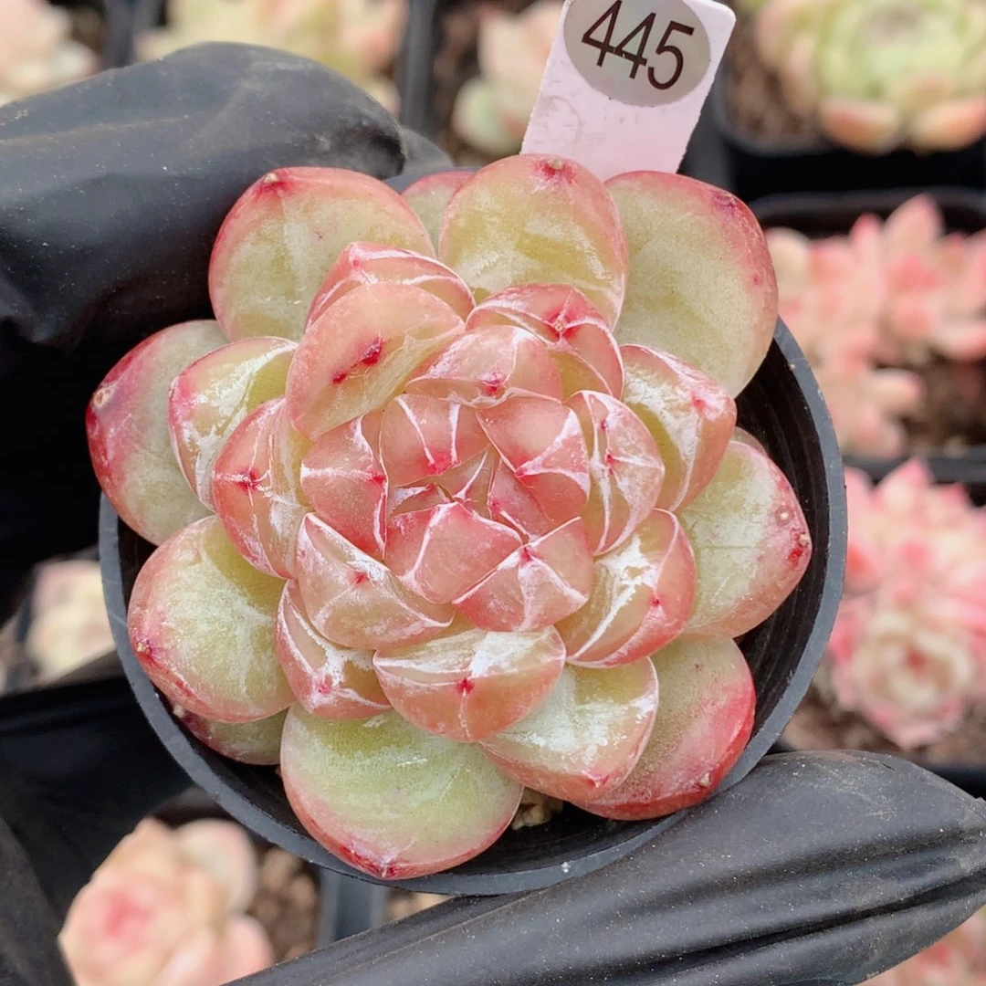 珍妮58包邮  群生不包整445