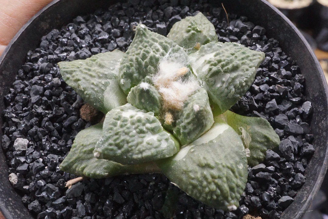 锁石多肉144号龙牙怒涛苗接自根6.1公分裸根发货不带盆土