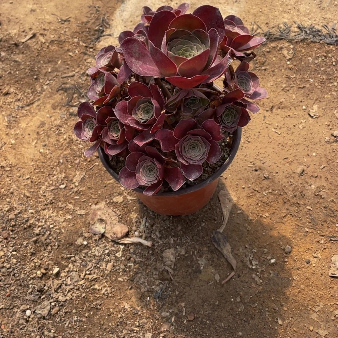 219魅金法师多肉断枝不包