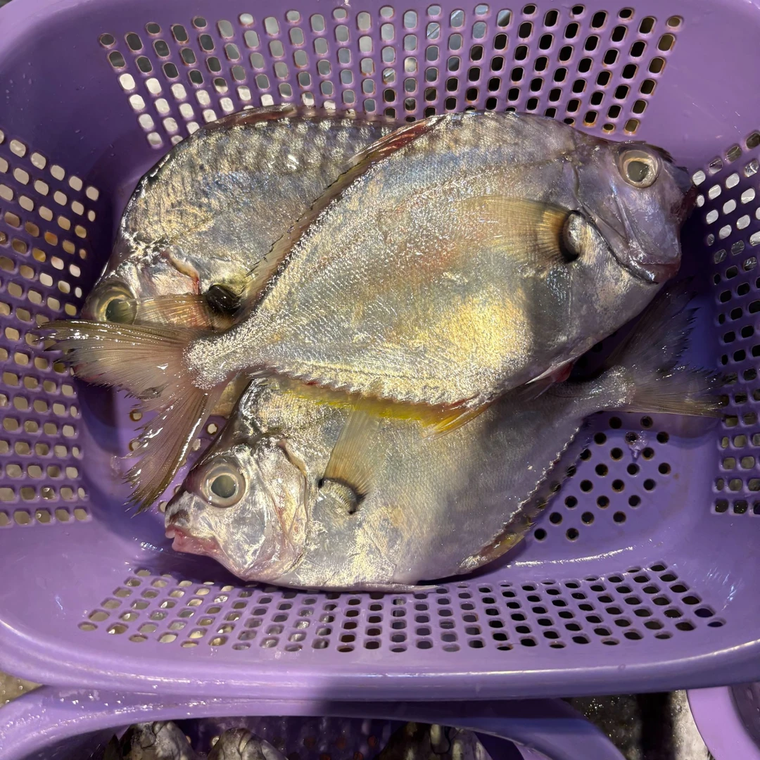 大油立 （1斤3条左右）顺丰冷链发货