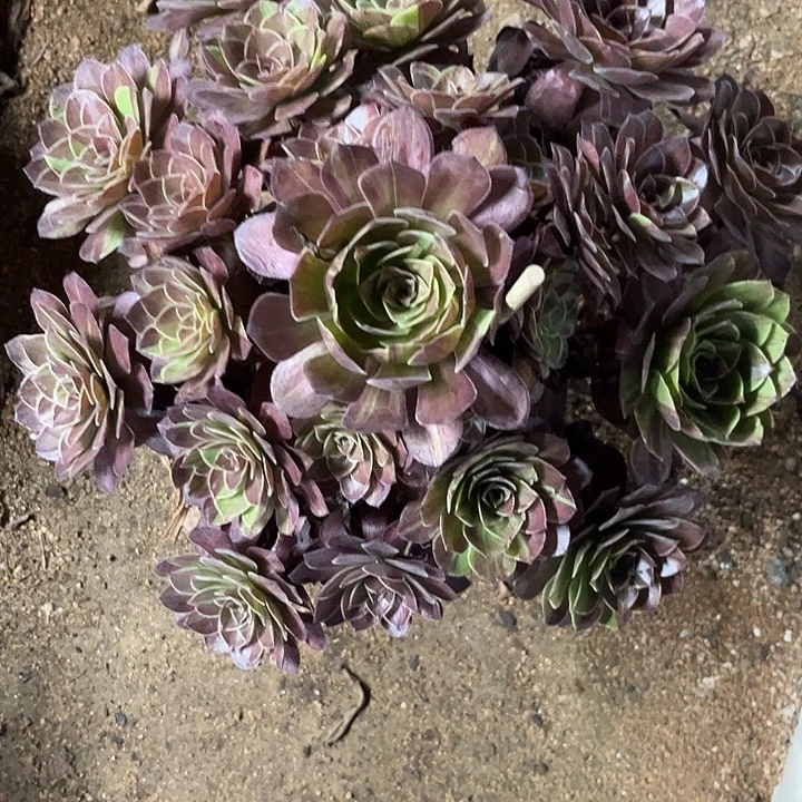 多肉植物花月夜锦……