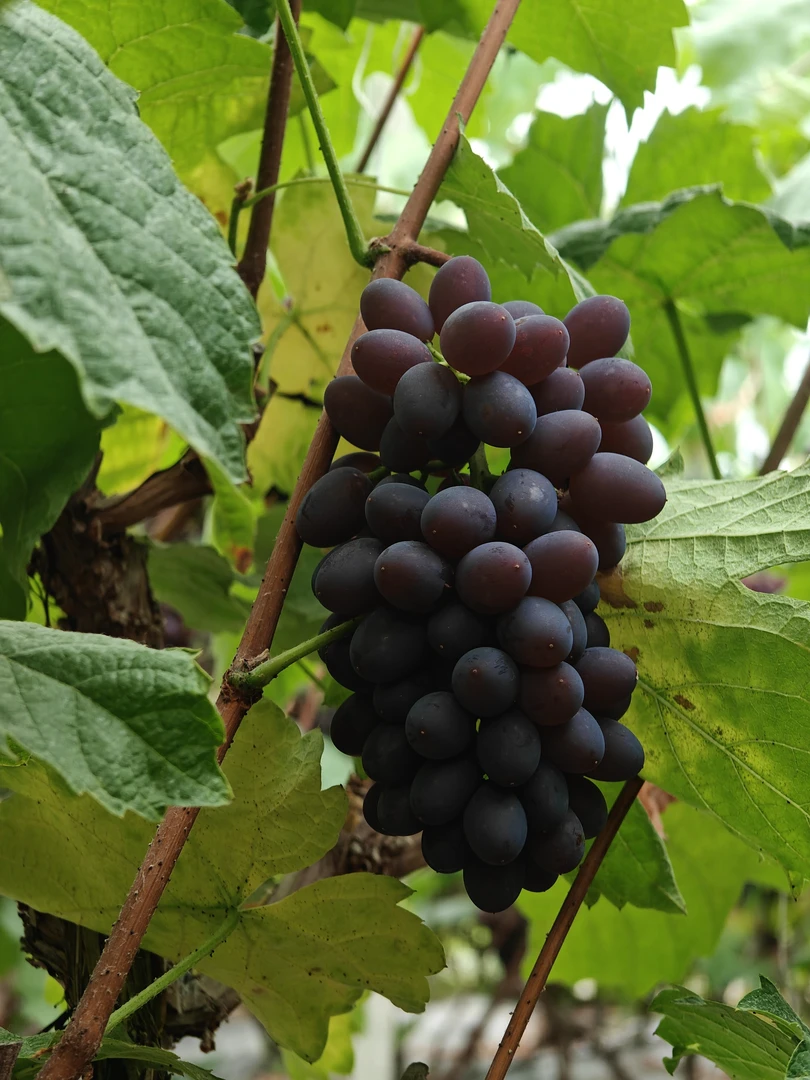 大连本地郁金香葡萄3斤顺丰包邮