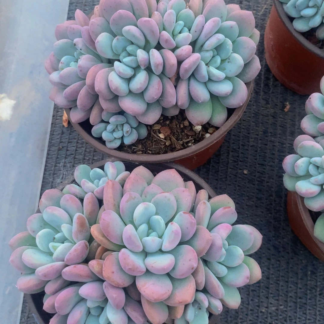 白露小群多肉植物