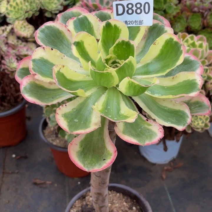 瑞妈多肉植物,880燕姿锦