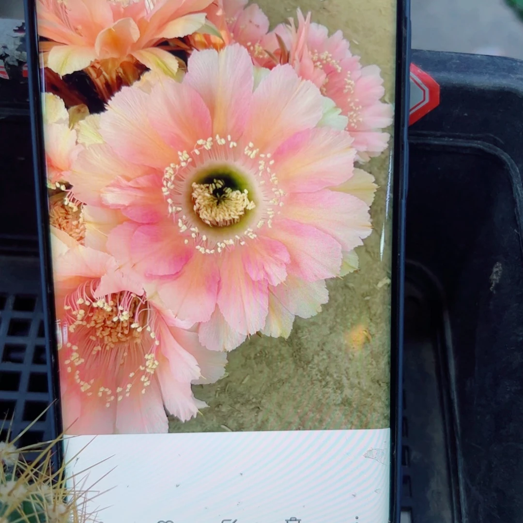 下48金刚30 歪无根侧芽3一4公分左右20包邮