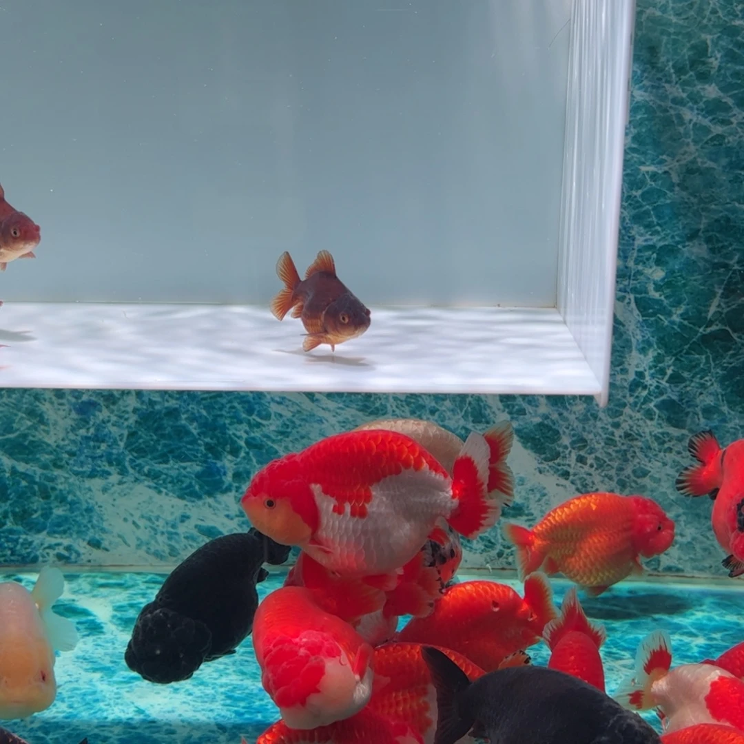 金鱼金鱼可爱红白