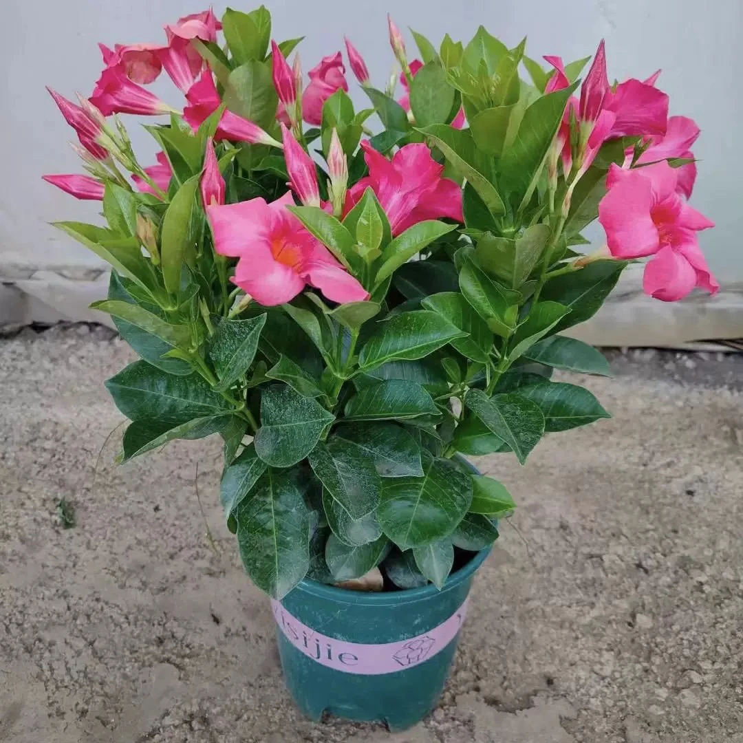 粉色飘香藤绿植盆栽花卉四季开花室内阳台爬藤植物庭院新鲜花卉