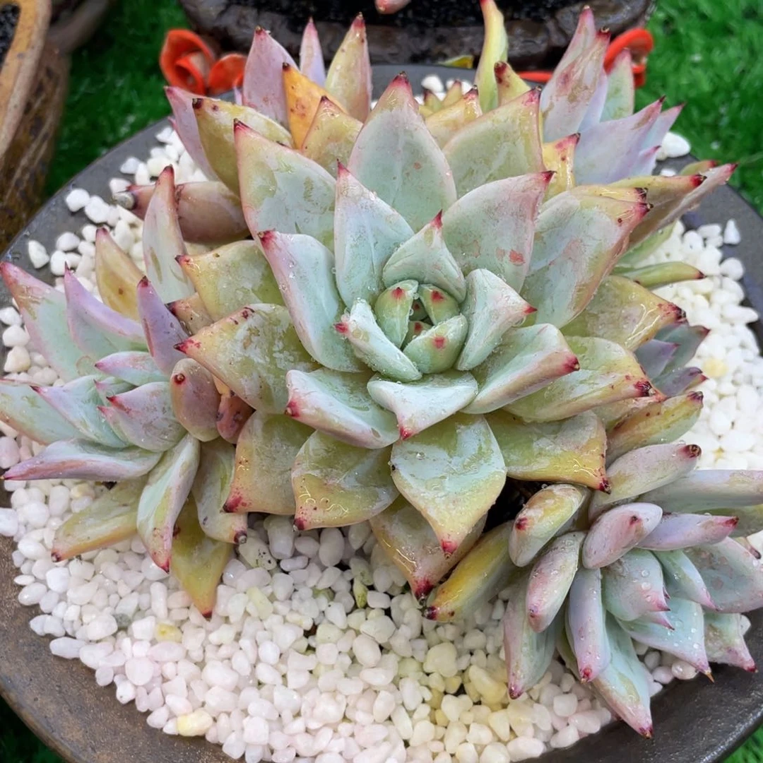 多肉植物盆栽多肉