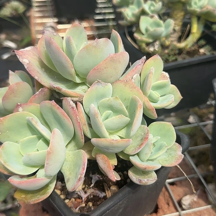 喀*莎659血凤脱土发货
