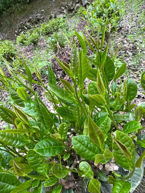 高山秋茶.品质优良口感佳