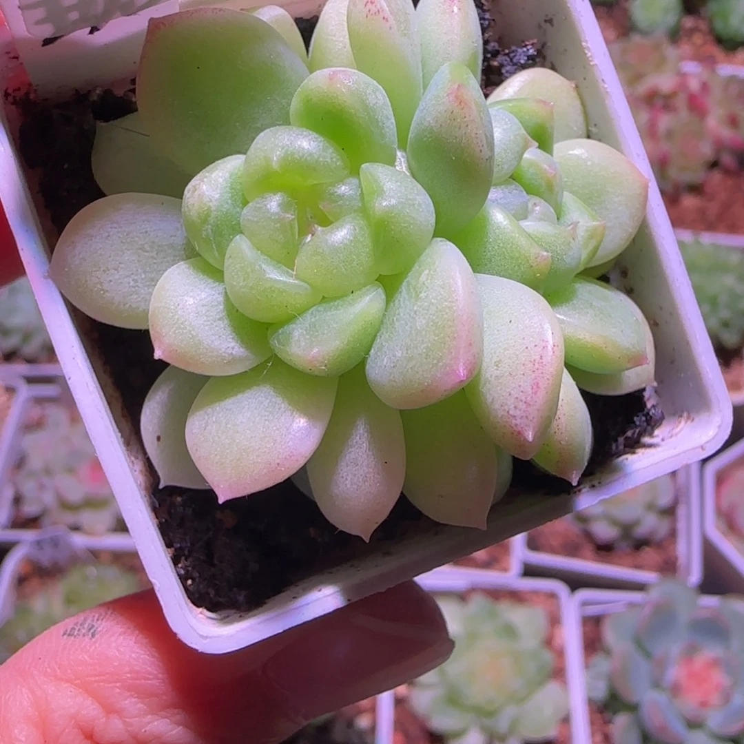 21-14福利现金财富密码双头