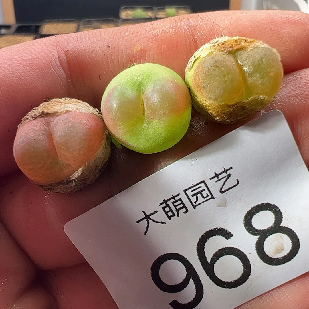 一物一拍杂交冰晶树莓。      968