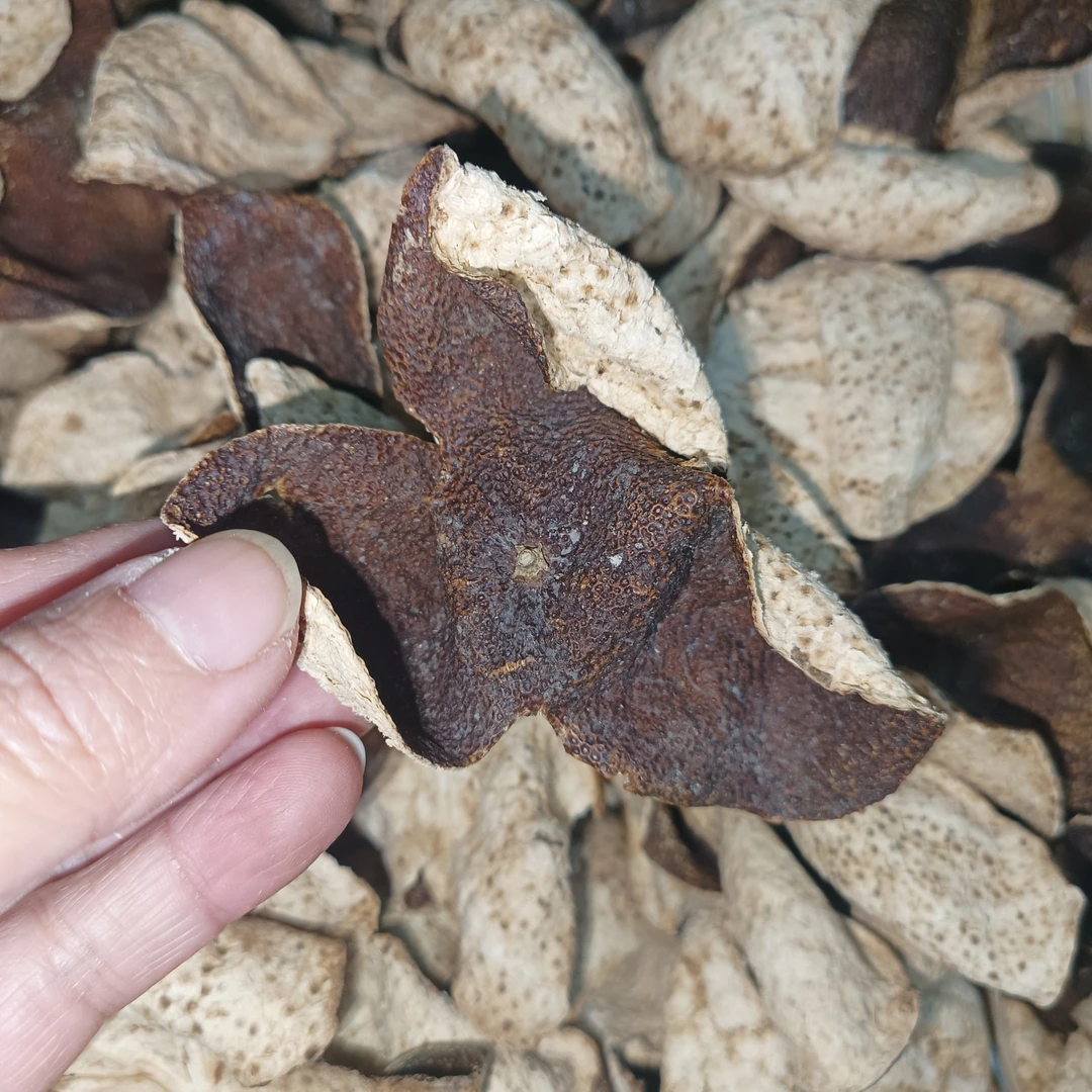 2019年 广西浦北茶枝柑 16年老树