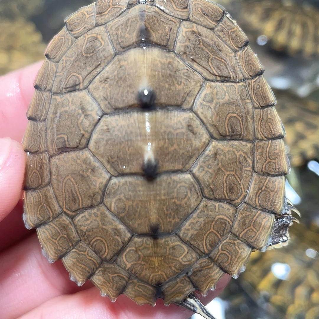 宠物龟不分公母地图