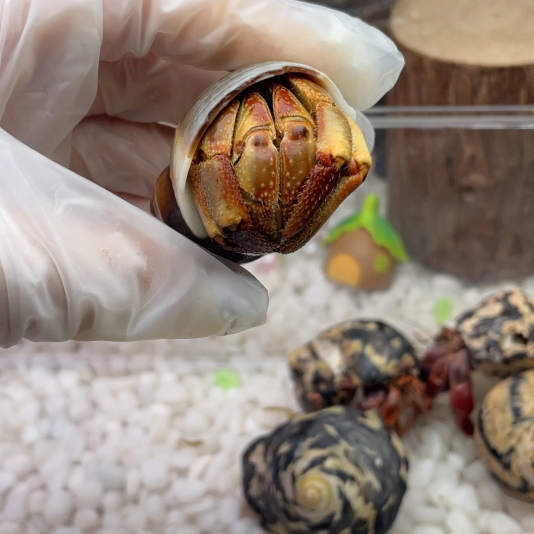 3.0稻草人瓜瓜腮红14