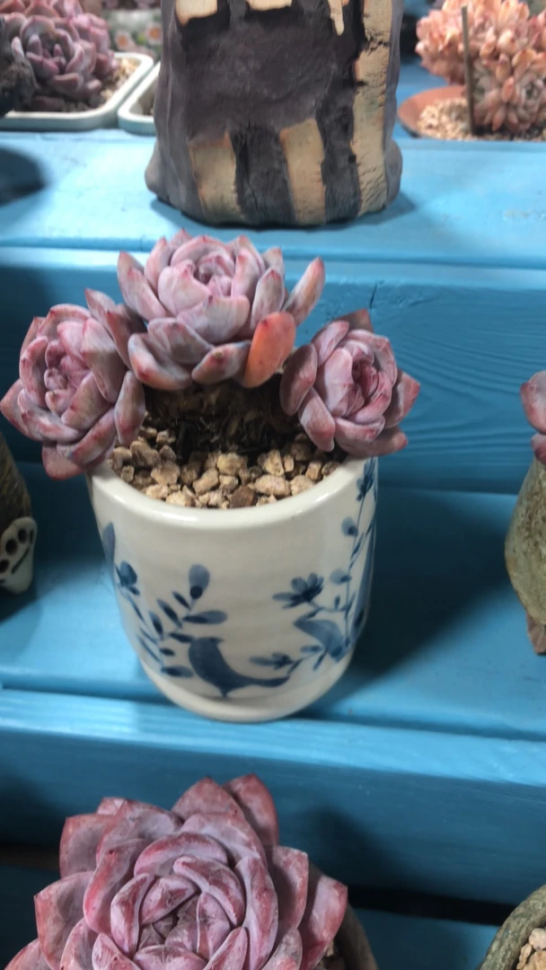 思思专拍星影多肉