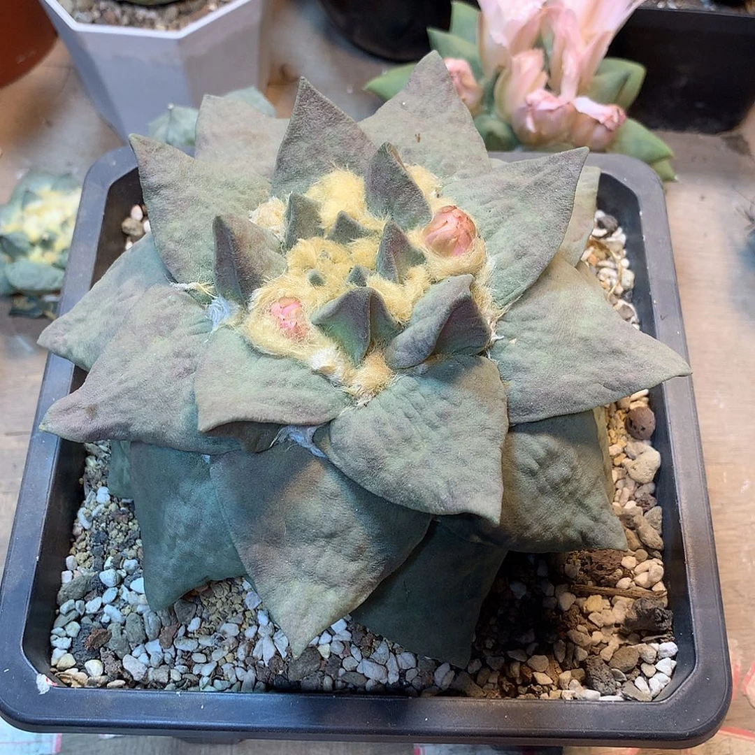 自根牛舌牡丹