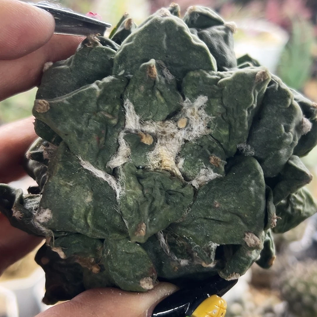 牡丹有根仙人球66666666