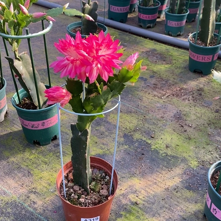 大部分花苞少量开放319嫁接082