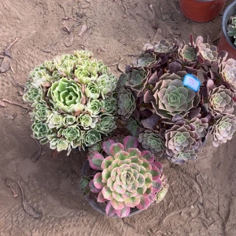 095多肉植物组合，