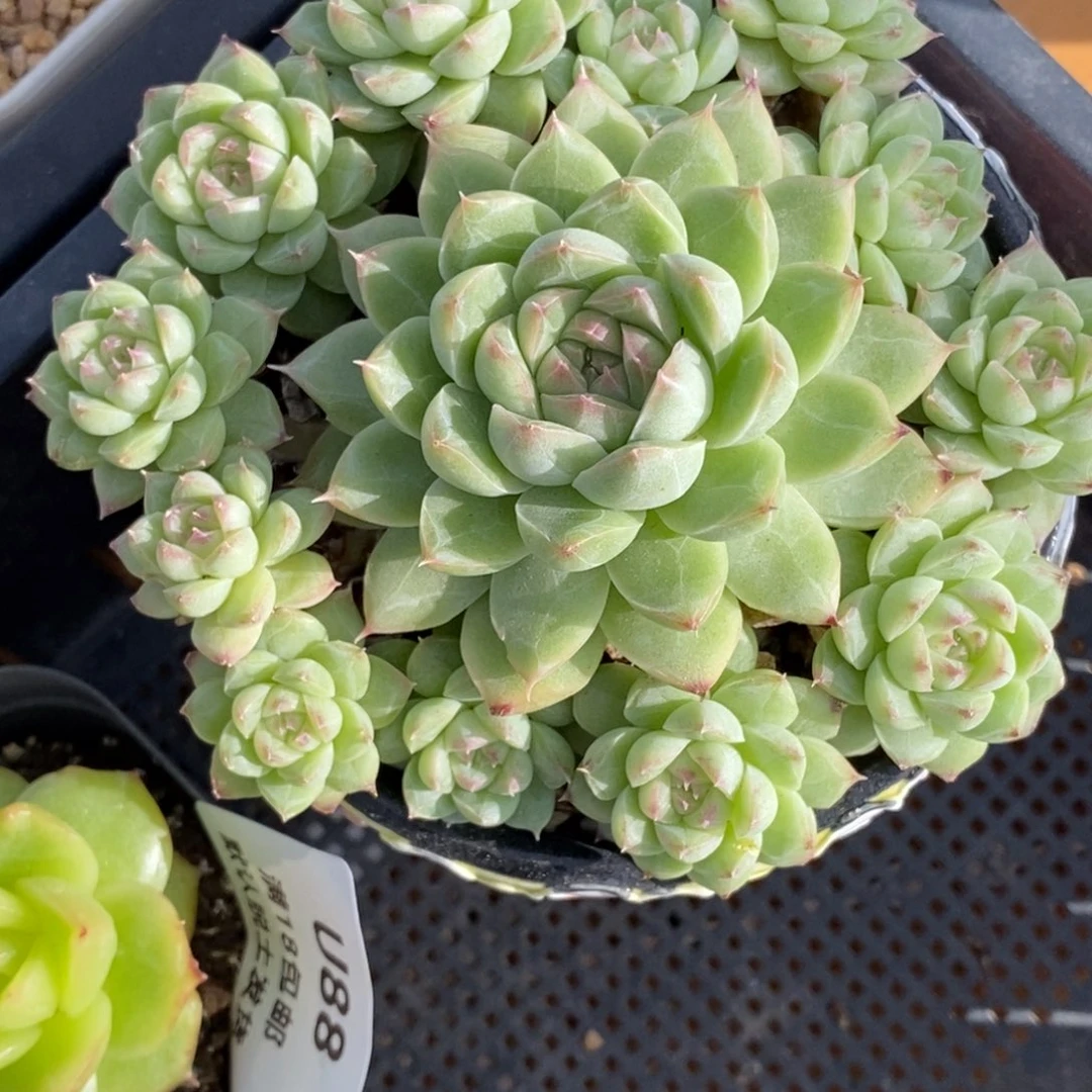 趴地老桩特价福利哈哈哈